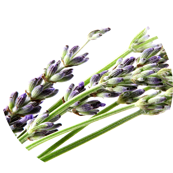 Ingredient Bulgarian Lavender