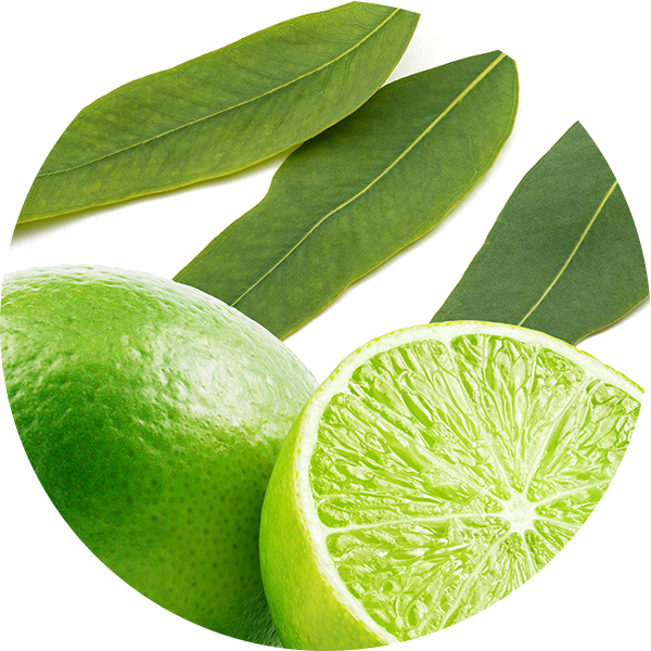 Ingredient Eucalyptus & Lime Fruit