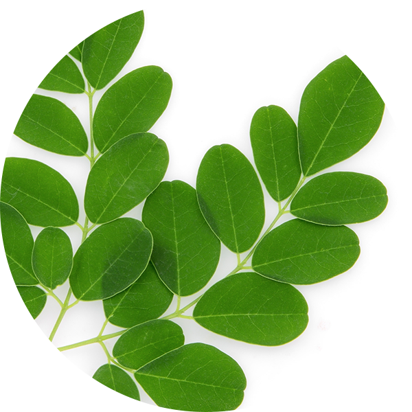 Moringa