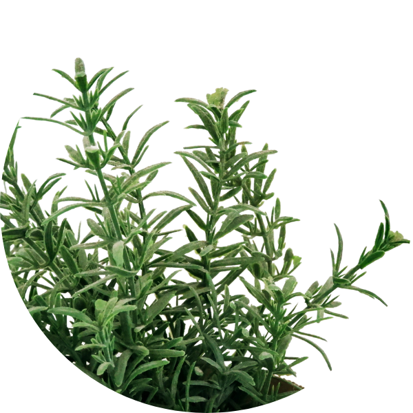 Ingredient Rosemary