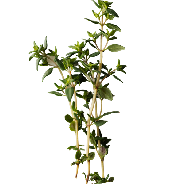 Thyme